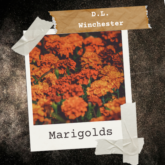 Marigolds